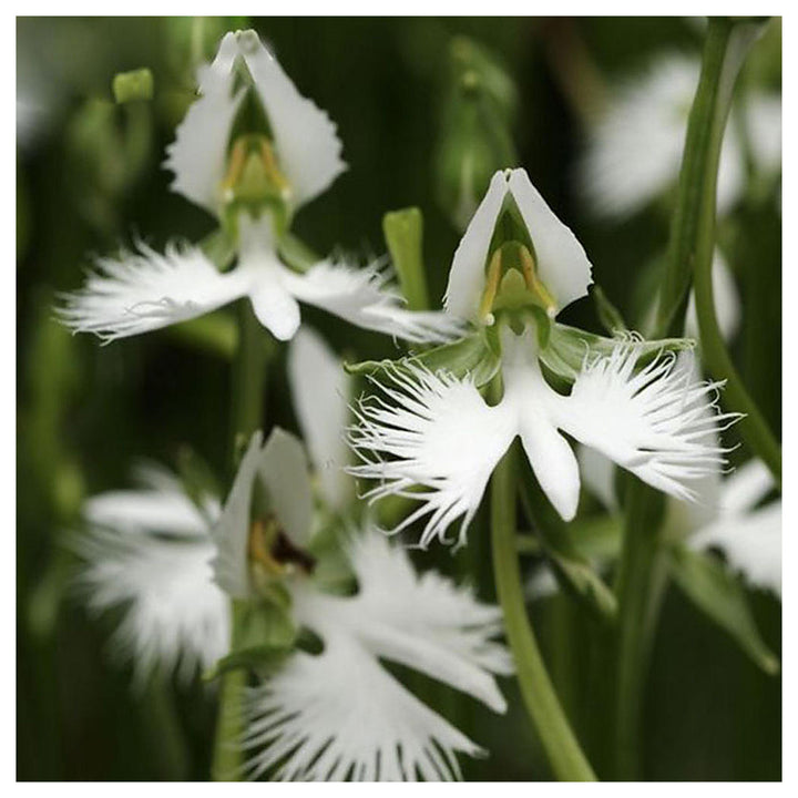 Radiata White Flower Seeds for Planting – Organic, Heirloom, Non-GMO Seeds | Neera Seeds product photo [neera-v4-24cfa7239a54e39f44d6]