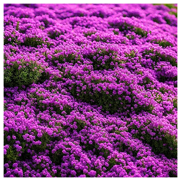 Purple Creeping Thyme Flower Seeds – Heirloom, Non-GMO, Fragrant Ground Cover for Garden Planting | Neera Seeds product photo [neera-v4-24ec11d281571b1e8530]