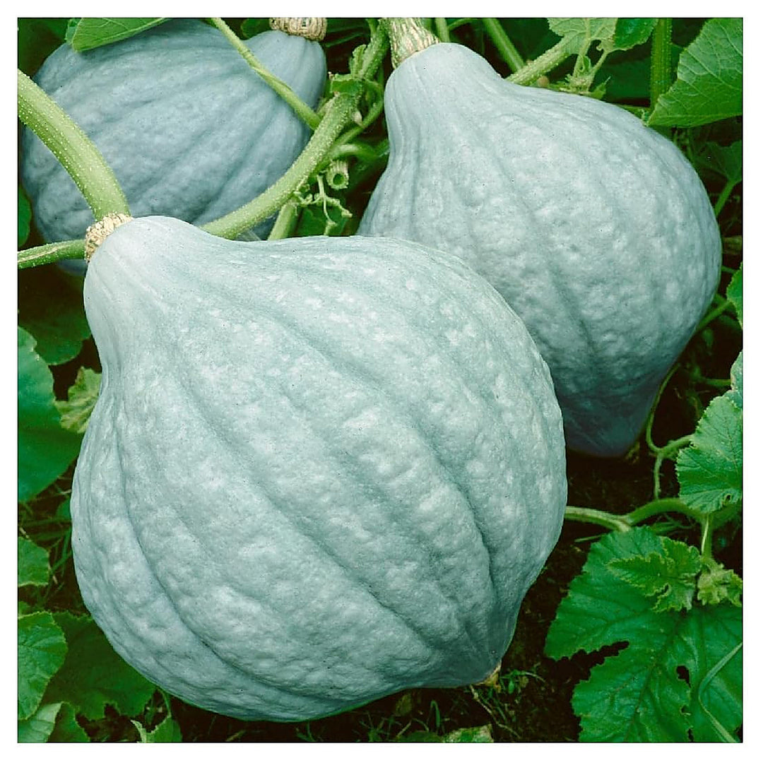 Hubbard Squash Vegetable Seeds for Planting | Heirloom, Non-GMO, High Germination Organic Garden Seeds | Neera Seeds product photo [neera-v4-24ef65193bae897e0d60]