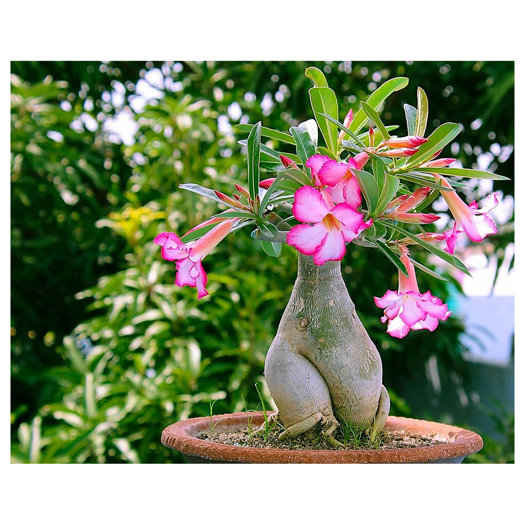 Adenium Obsum Desert Rose Triple Viola Intense Flower Seeds Home Garden Planting, Blooming | Neera Seeds product photo [neera-v4-25022694d51c087f4d9c]