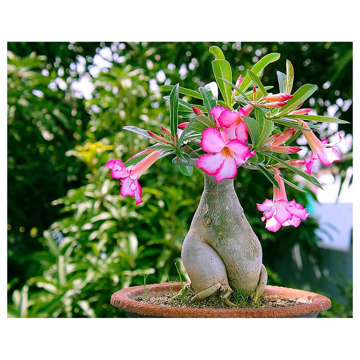 Adenium Obsum Desert Rose Triple Viola Intense Flower Seeds Home Garden Planting, Blooming | Neera Seeds product photo [neera-v4-25022694d51c087f4d9c]