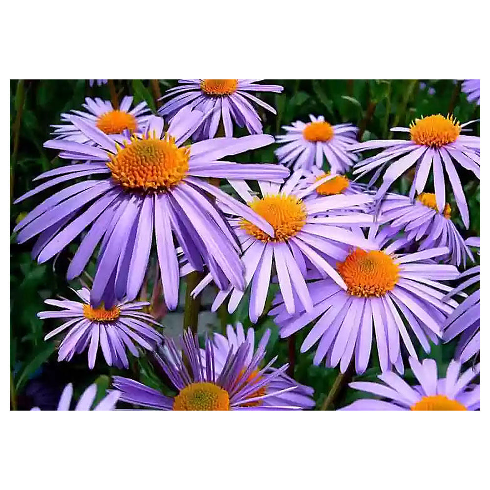 Elliott's Aster Flower Seeds – Heirloom, Non-GMO, High Germination Organic Garden Seeds for Planting | Neera Seeds product photo [neera-v4-2516cdd35d032d6e7166]