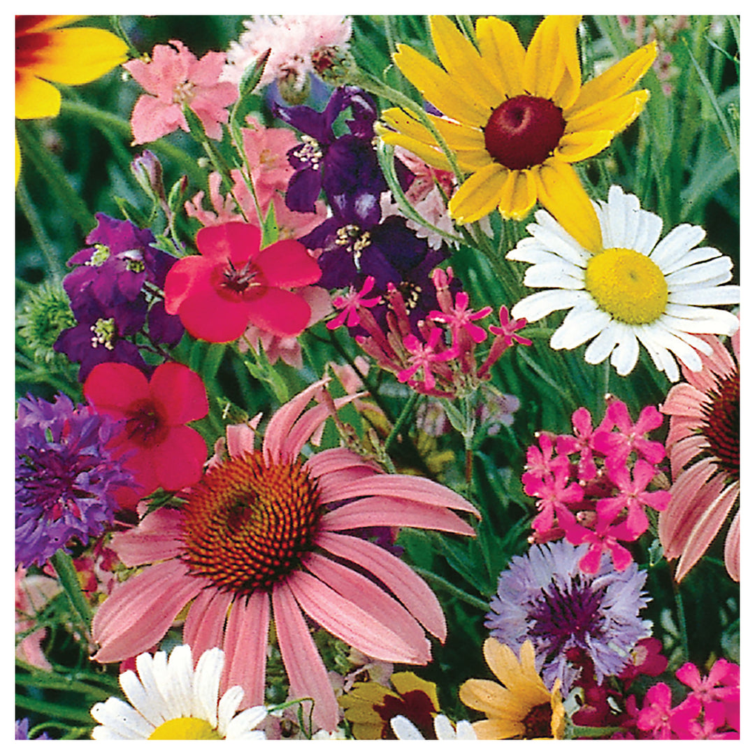 Florific Flower Seeds for Planting – High-Yield, Vibrant Seasonal Blooms | Neera Seeds product photo [neera-v4-251838b1f88bb5189e3d]