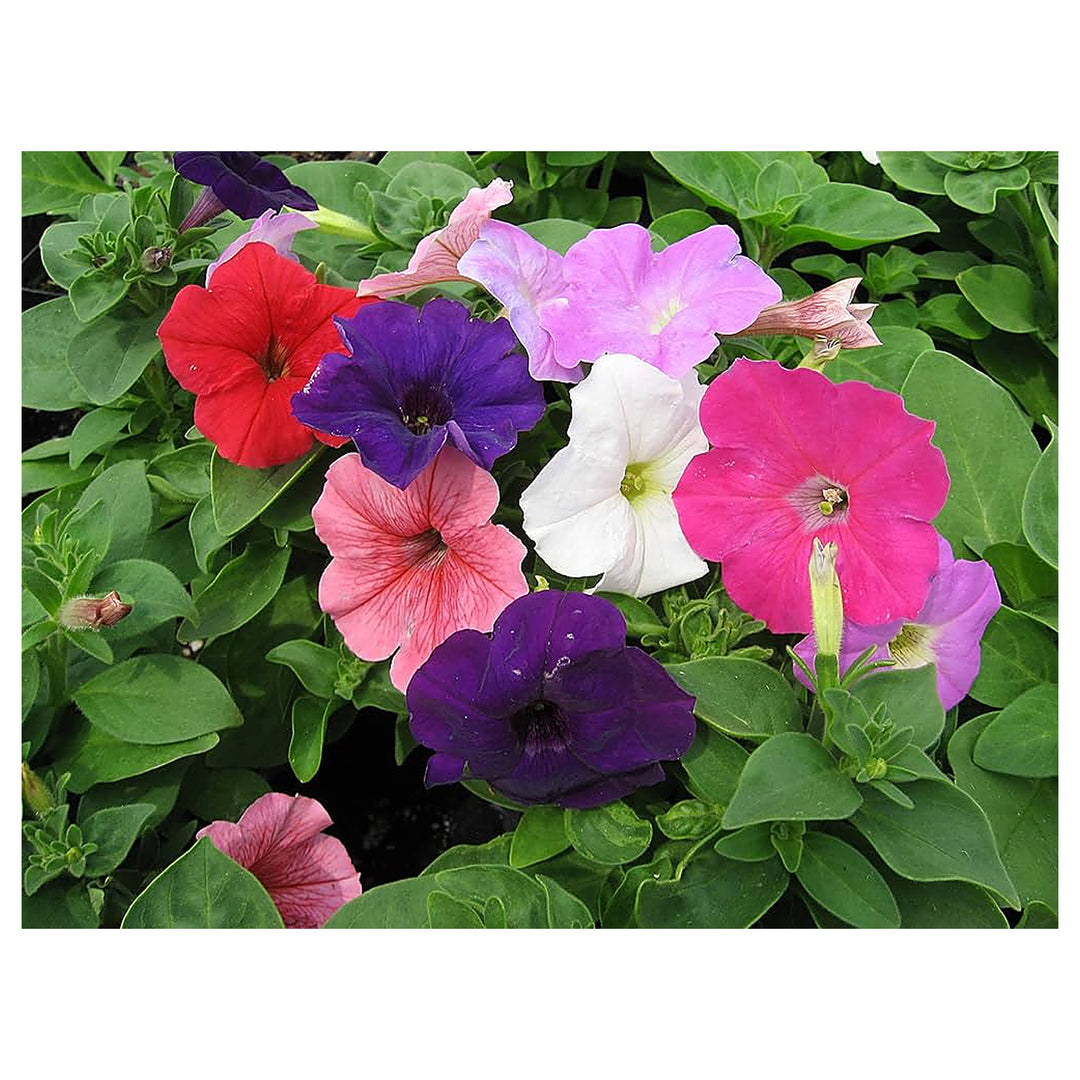 Petunia Flower Petunia Spp Planting Flower Bed And Urban Garden Flower Seeds Home | Neera Seeds product photo [neera-v4-251a6c13a53951c21ac9]