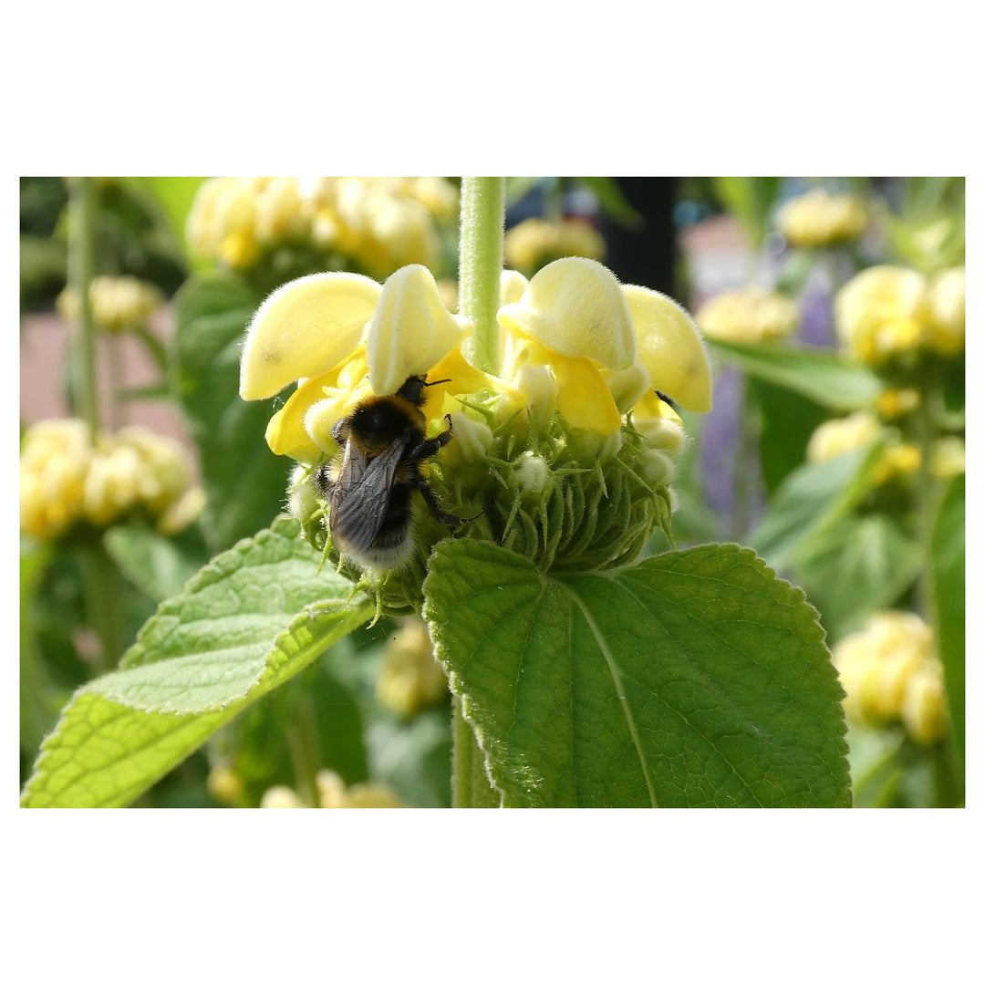 Sage Jerusalem Flower Seeds – Heirloom Non-GMO Aromatic Blooms, Drought-Tolerant Garden Planting | Neera Seeds product photo [neera-v4-251e481945ef38a5ae10]