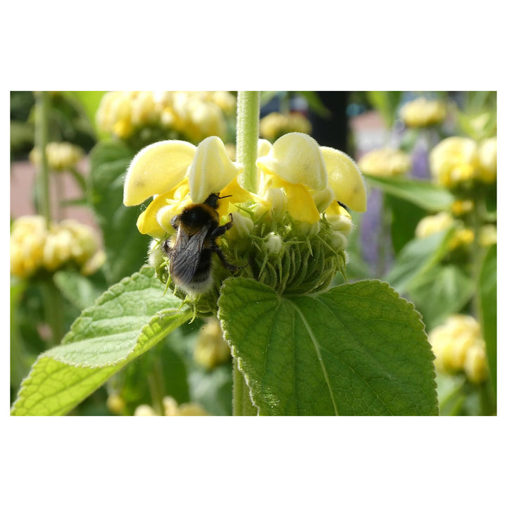 Sage Jerusalem Flower Seeds – Heirloom Non-GMO Aromatic Blooms, Drought-Tolerant Garden Planting | Neera Seeds product photo [neera-v4-251e481945ef38a5ae10]