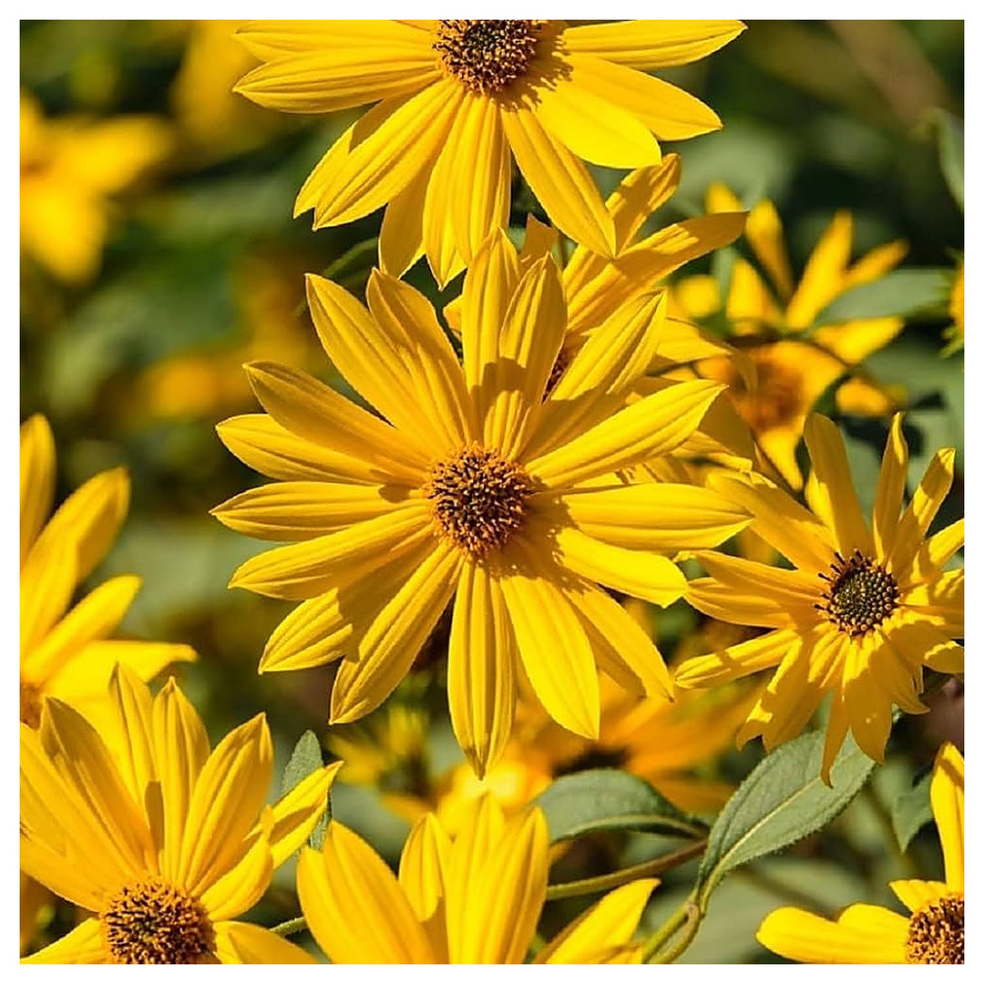 Yellow Maximilian Sunflower Seeds for Planting – Heirloom, Non-GMO, Perennial Pollinator-Friendly Blooms | Neera Seeds product photo [neera-v4-25259a9077d922b31391]