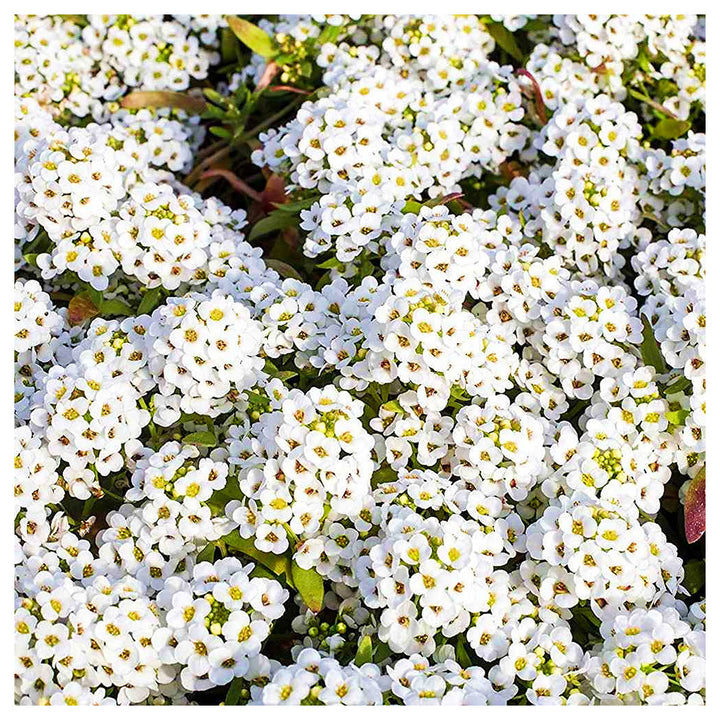 Heirloom Tiny Tim Alyssum Flower Seeds for Planting – Non-GMO | Fragrant Garden Blooms | High Germination | Neera Seeds product photo [neera-v4-2527112c57afb51f3e98]