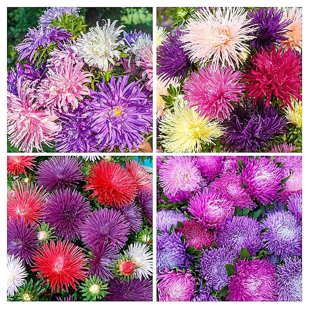 Purple Puderquaste Aster For Soft Aster Blooms Flower Seeds for Home Garden Planting, Fragrant | Neera Seeds product photo [neera-v4-25282d0a9cbb2f10d63f]