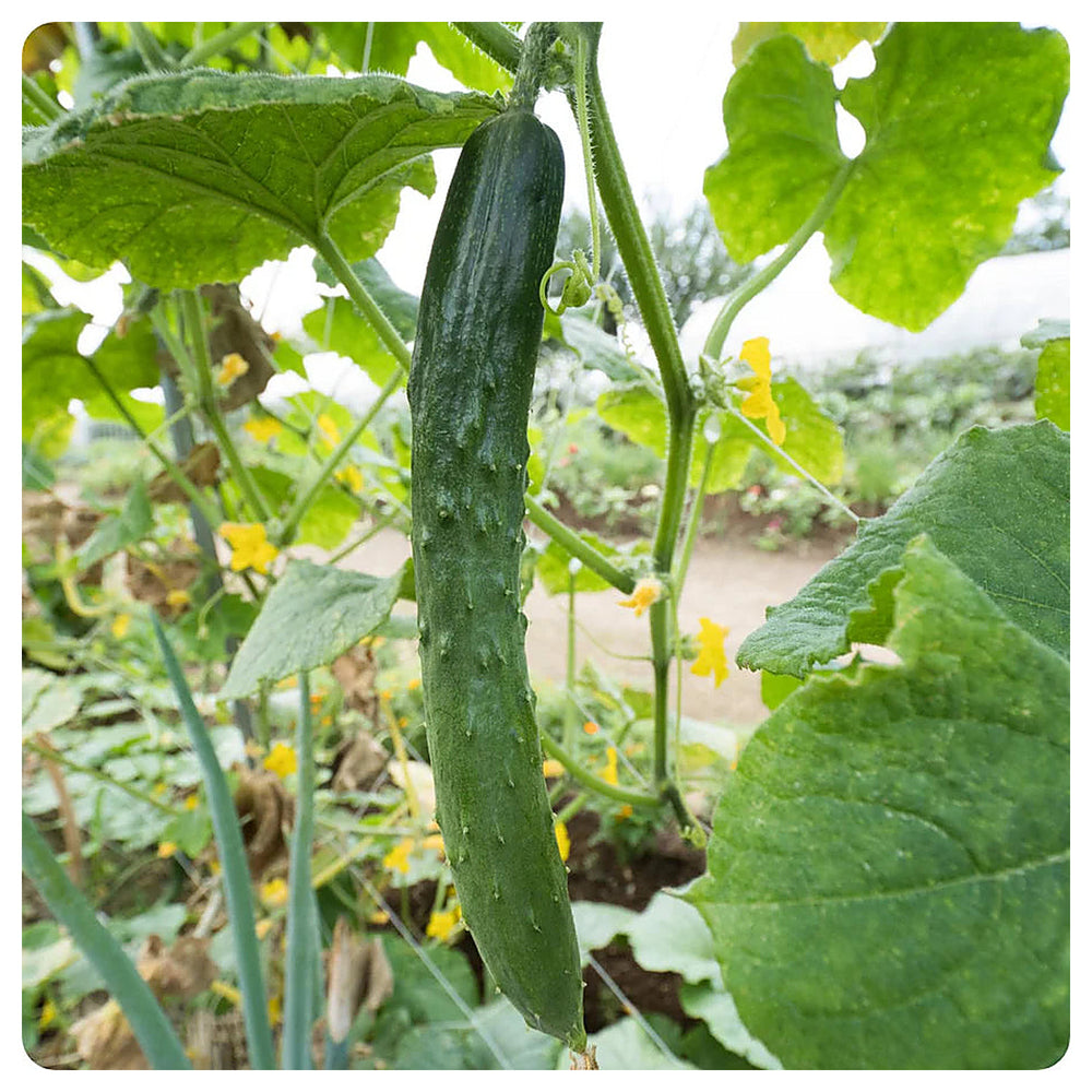 Heirloom Organic Cucumber Snake Greenhouse Louisa F1 Seeds for Planting – Non-GMO, High Germination Garden Seeds | Neera Seeds product photo [neera-v4-252debd55c67b799fbb3]