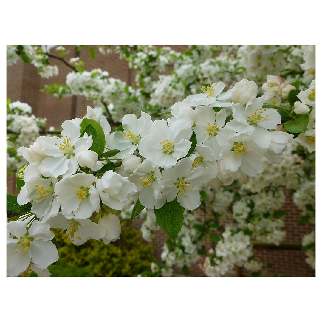 Crabapple White Flower Seeds for Planting – Organic, Heirloom, Non-GMO Seeds | Neera Seeds product photo [neera-v4-253782b6028d0a3238ba]