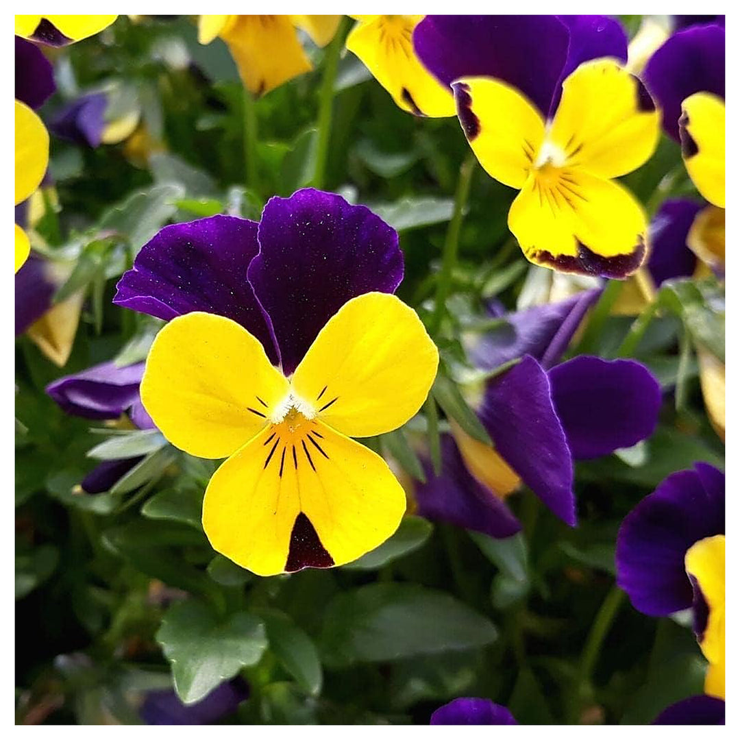Violet Yellow Pansy Flower Seeds for Planting – Non-GMO, Heirloom, High Germination Organic Garden Seeds | Neera Seeds product photo [neera-v4-25468771675de216081b]