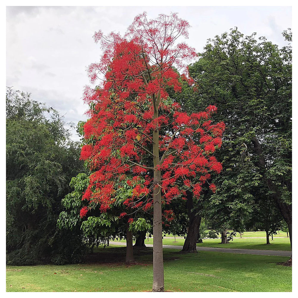 Brachychiton Acerifolius Flower Seeds for Planting – Heirloom, Non-GMO Organic Garden Seeds with High Germination | Neera Seeds product photo [neera-v4-255def80d86bf5791b67]