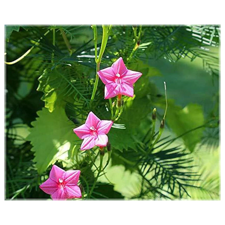 Pink Vinca Art Cypress Creeper Flower Seeds for Planting – Non-GMO, Heirloom, High Germination Seeds | Neera Seeds product photo [neera-v4-2568201f94d5c2192a1e]