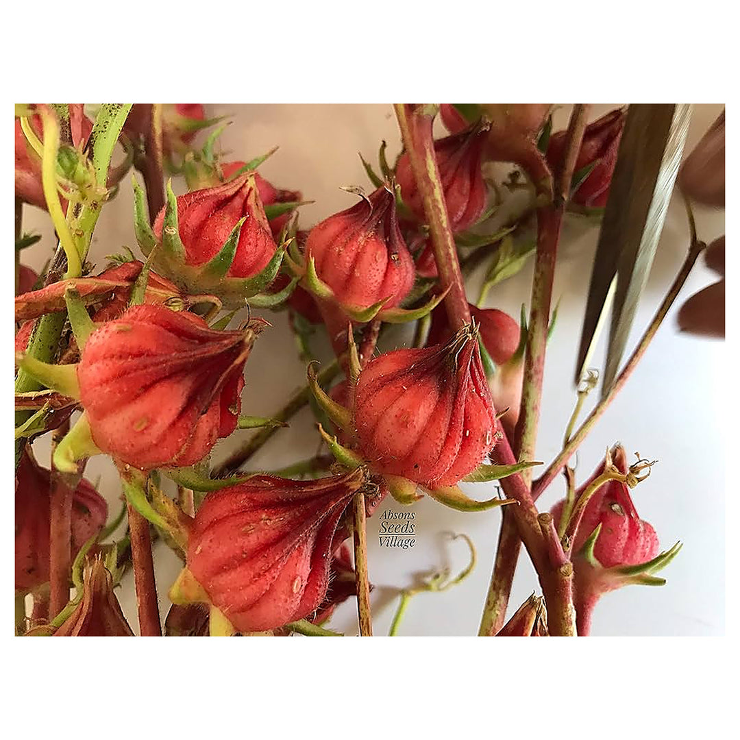Roselle Hibiscus Planting Herbal Tea Garden Borders Flower Seeds Home Garden Planting, | Neera Seeds product photo [neera-v4-257446e7b450804da5d2]