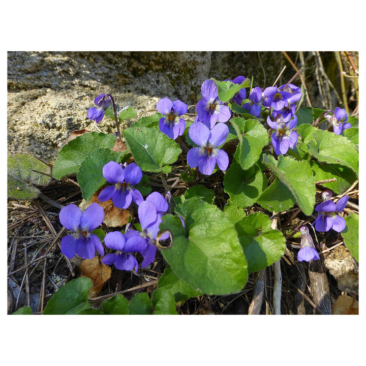 Heirloom Non-GMO Viola Alba Flower Seeds for Planting – Elegant White Blooming Organic Garden Seeds | Neera Seeds product photo [neera-v4-257598ca1445bef724eb]