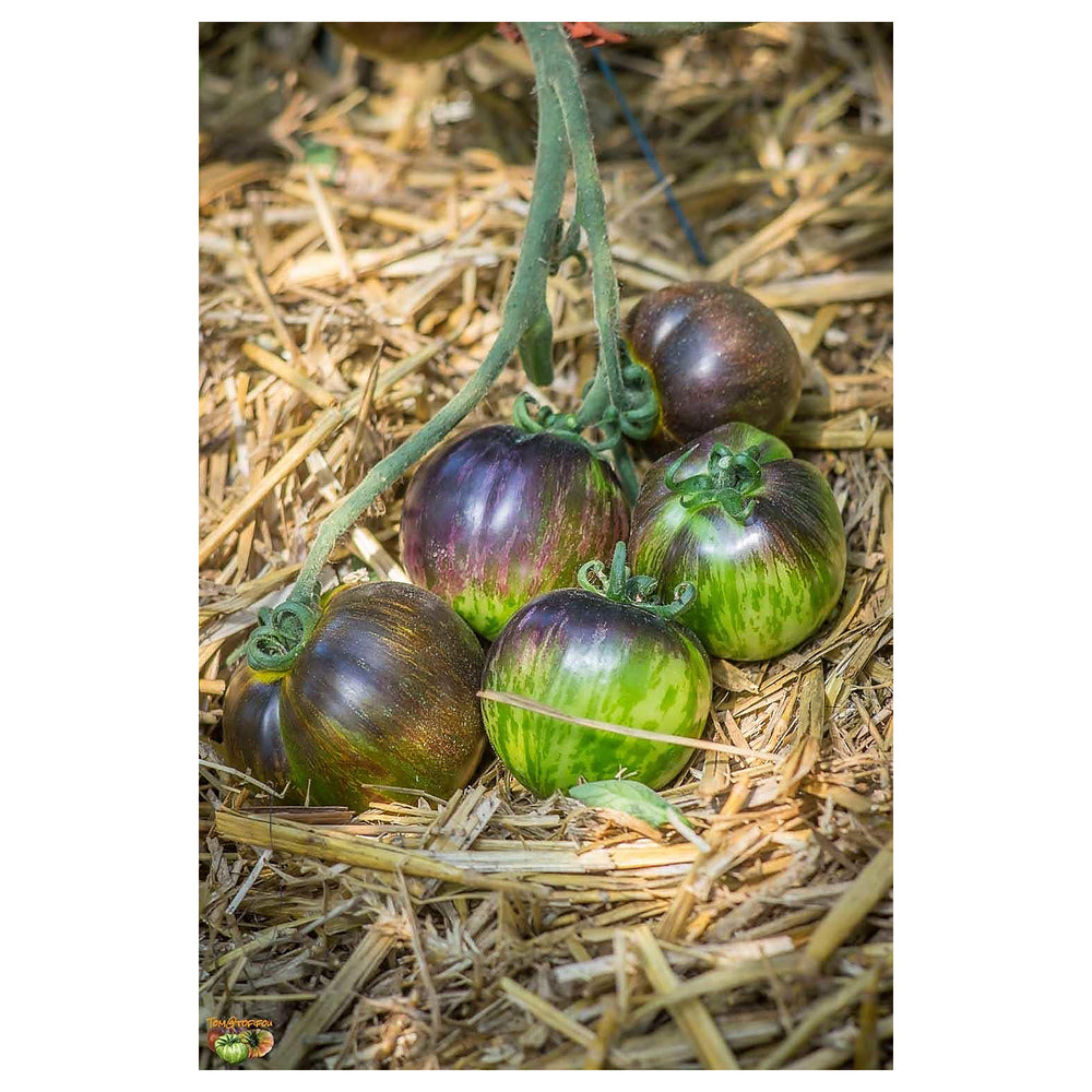 Green Purple Tomato Seeds for Planting | Heirloom, Non-GMO, High Germination, Organic Garden Seeds | Neera Seeds product photo [neera-v4-258391f93423b610ce82]