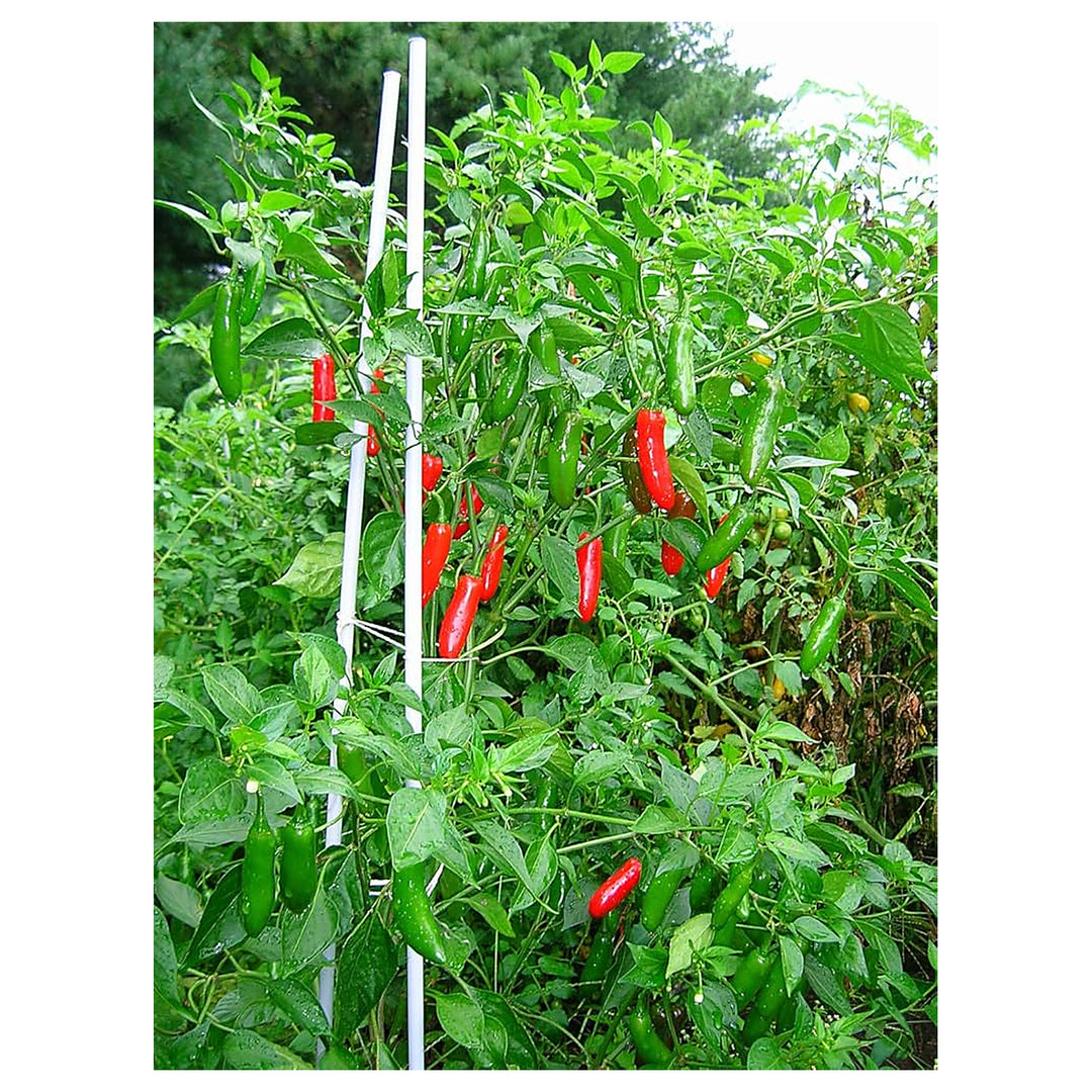 Pepper Seeds for Planting, 100 pcs | Neera Seeds product photo [neera-v4-2591ecf7ea7fdd84a9f2]