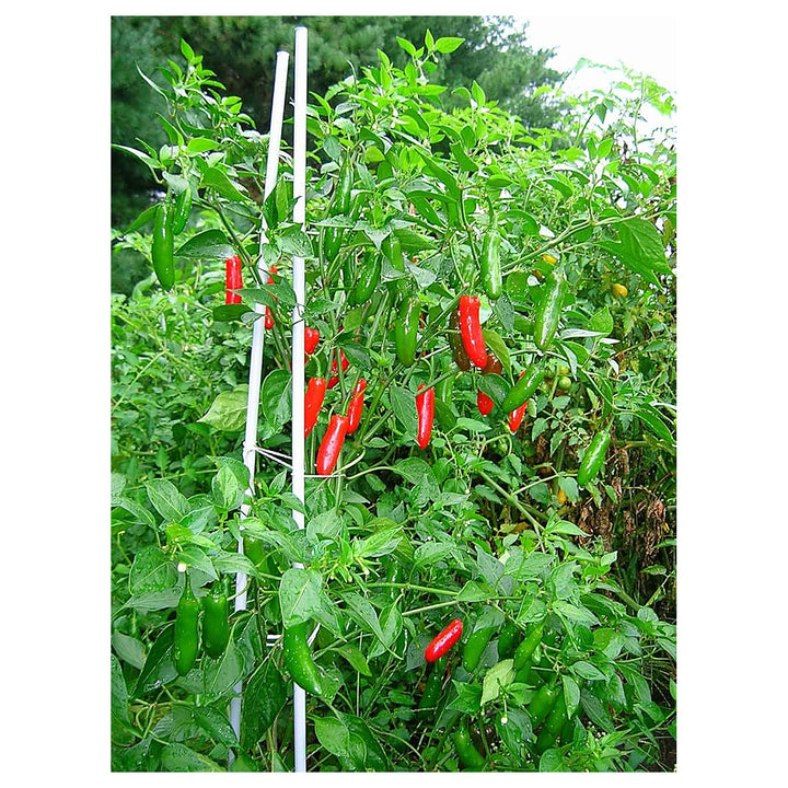 Pepper Seeds for Planting, 100 pcs | Neera Seeds product photo [neera-v4-2591ecf7ea7fdd84a9f2]