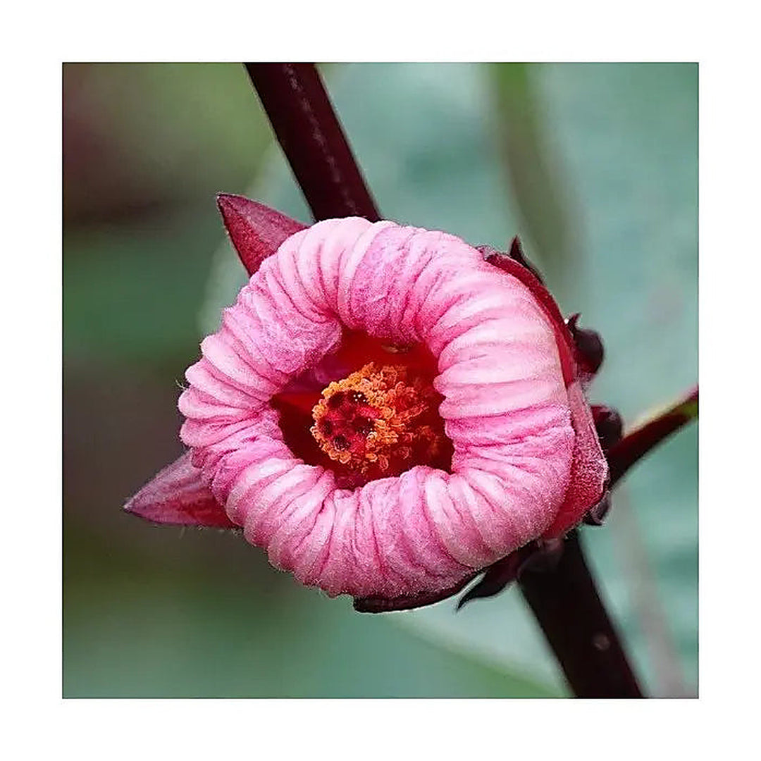 Roselle Hibiscus Sabdariffa Plant Seeds for Planting – Heirloom, Non-GMO, High Germination Organic Garden Seeds | Neera Seeds product photo [neera-v4-259888758743f4c36edc]