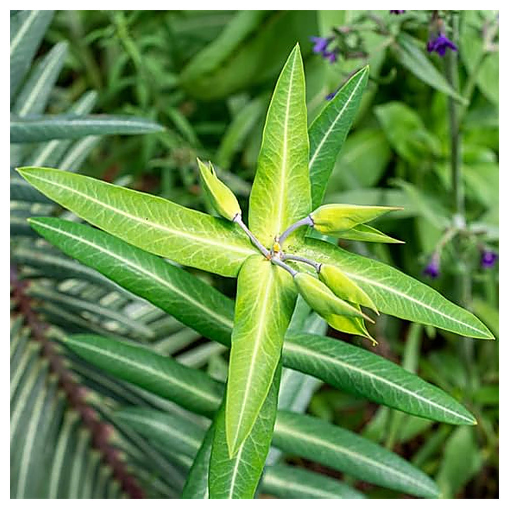 Heirloom Euphorbia Lathyris Flower Seeds for Planting, Non-GMO, Healthy and Vibrant Blooms | Neera Seeds product photo [neera-v4-25c1cb4309961047362d]