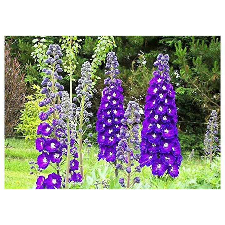 Blue White Delphinium Dark Bee Larkspur Flower Seeds Home Garden Planting, Decorative Organic | Neera Seeds product photo [neera-v4-25cc1a707bf05e0b7e5e]