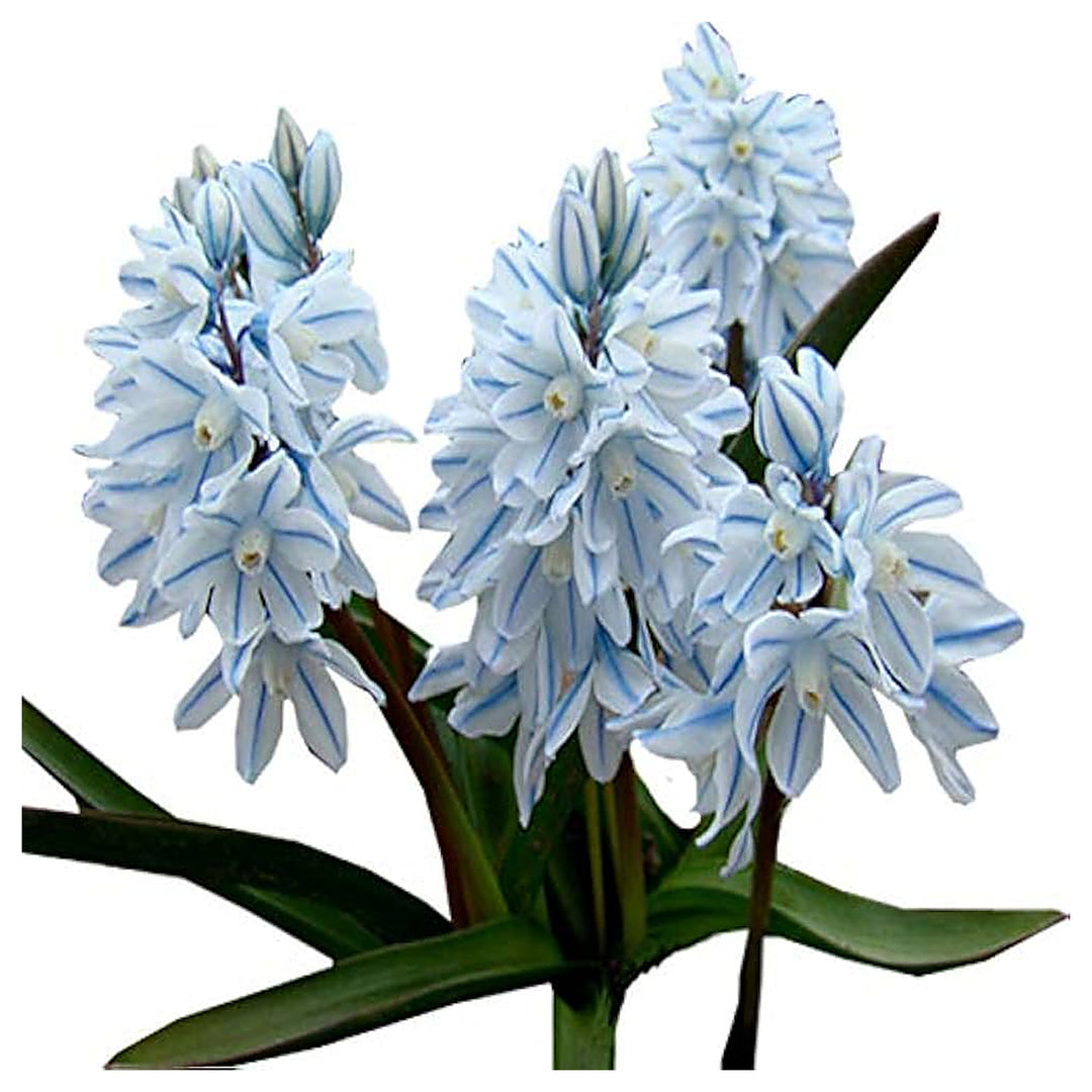 Nivalis SnowDrop Flower Seeds for Garden Planting – Non-GMO Heirloom Organic Garden Seeds, High Germination | Neera Seeds product photo [neera-v4-25cc80940f2a38f76806]