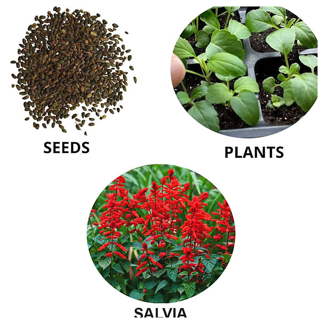 Salvia Splendens Flower Seeds – Vibrant Red Blooms, Heirloom &amp; Non-GMO Garden Seeds | Neera Seeds product photo [neera-v4-25cdb1b109dda6c2f1da]
