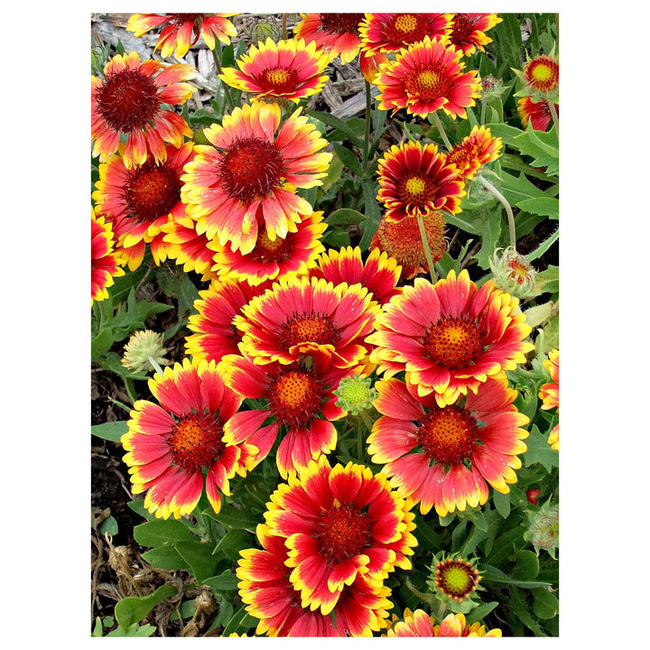 Heirloom Non-GMO Gaillardia Flower Seeds for Planting – Bright Drought-Tolerant Blooms | High Germination | Neera Seeds product photo [neera-v4-25cdf460d3f33f41468e]