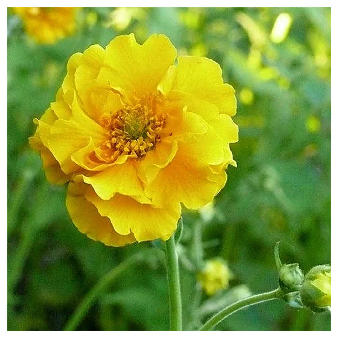 Heirloom Lady Stratheden Flower Seeds, Non-GMO Golden Globe Blooms for Classic Garden Planting | Neera Seeds product photo [neera-v4-25dce50865d5e249a2d3]