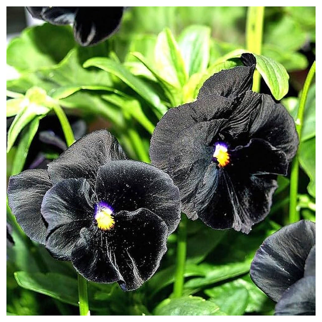 Pansy Flower Seeds Black for Planting - NON GMO Seeds | Neera Seeds product photo [neera-v4-25ed320503d2ff83b8f7]