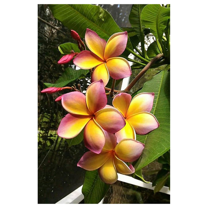 Pink Yellow Mix Frangipani Flower Seeds – Heirloom Non-GMO Plumeria Blooms for Vibrant Gardens | Neera Seeds product photo [neera-v4-25fba67631d72fa6fcde]