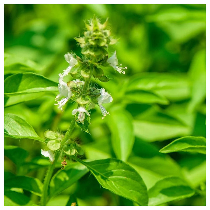 Lemon Basil Herb Seeds for Planting – Heirloom, Non-GMO, High Germination Organic Garden Seeds with Citrusy Aroma | Neera Seeds product photo [neera-v4-260bc8ab6df314a69927]