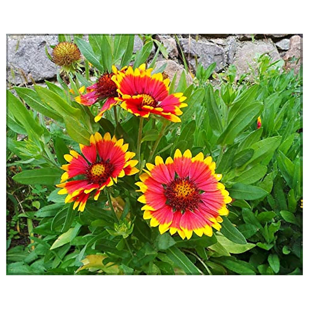 Gaillardia Aristata Flower Seeds for Planting - NON GMO Seeds | Neera Seeds product photo [neera-v4-260dcea8526a8283f1a7]