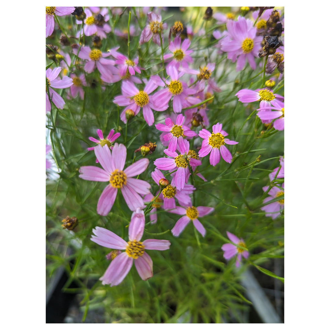 Coreopsis Rosea Flower Seeds for Planting, Heirloom, Non-GMO | Neera Seeds product photo [neera-v4-26127580f2d6e08ef6b9]