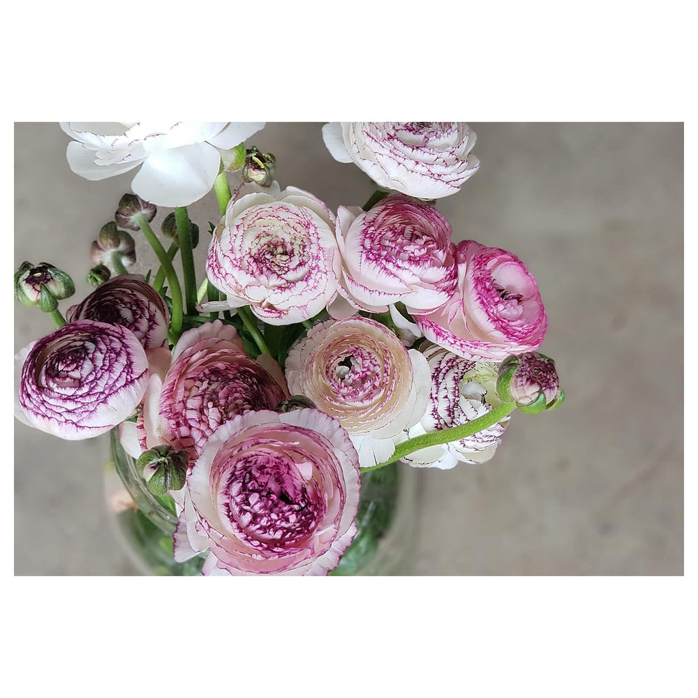 Heirloom Non-GMO White Purple Ranunculus Flower Seeds for Planting – Rare Bloom Variety | Neera Seeds product photo [neera-v4-2625a18ff8d1777aa7fd]
