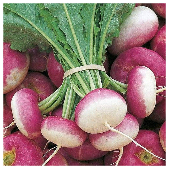 Turnip Şalgam Vegetable Seeds for Planting – Heirloom Non-GMO Organic Garden Seeds, High Germination | Neera Seeds product photo [neera-v4-262b6bea46dbb22aa9f0]