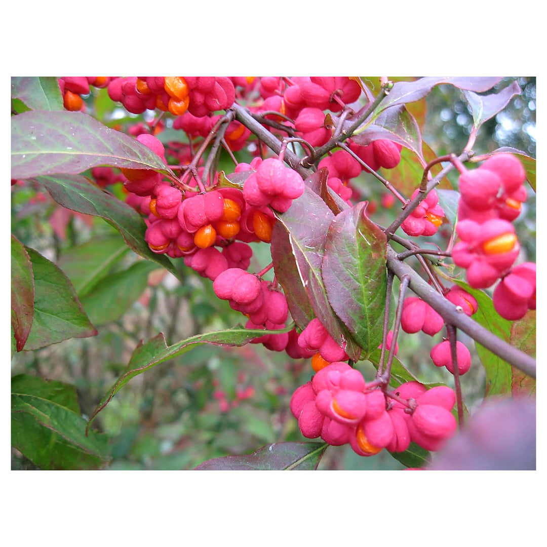 Heirloom Non-GMO Spindle Flower Seeds for Planting – Decorative Ornamental Blooms for Garden Landscapes | Neera Seeds product photo [neera-v4-262e341777d1d3af1235]