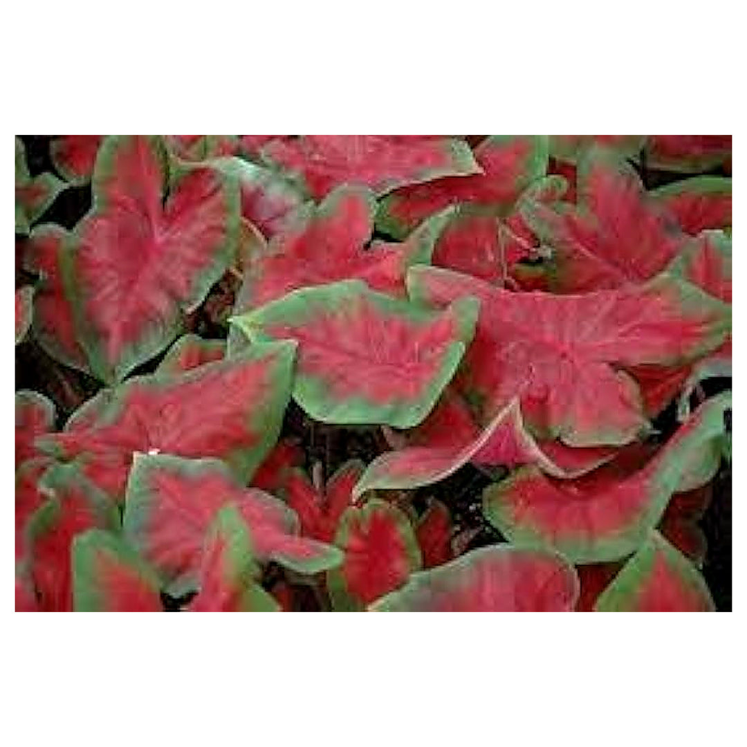 Heirloom Caladium Bicolor Pale Red Flower Seeds – Non-GMO, High Germination Ornamental Seeds for Planting | Neera Seeds product photo [neera-v4-26352d186d6fb98149f0]
