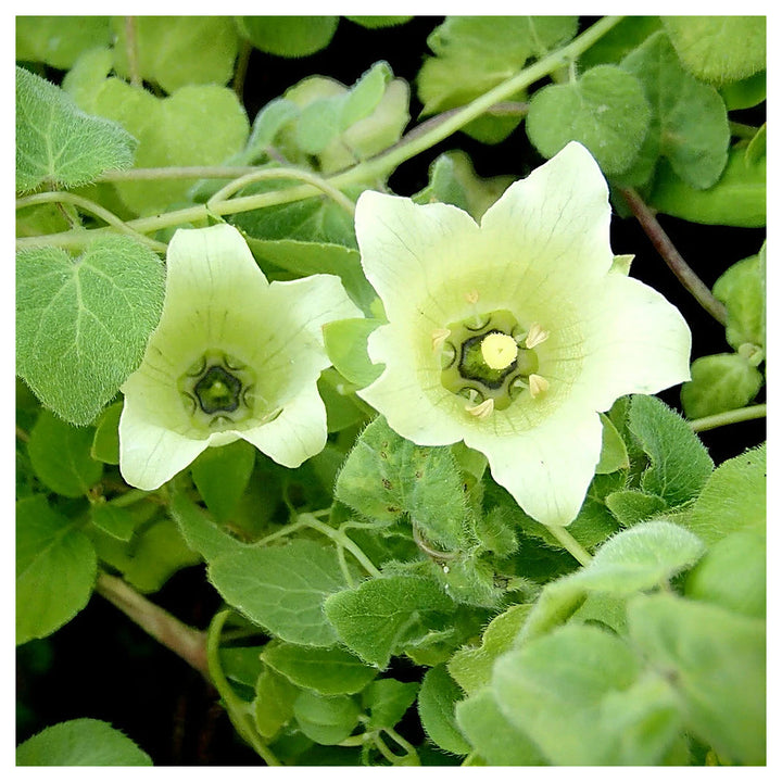 Heirloom Non-GMO Codonopsis Flower Seeds for Garden Planting – Rare Blooms Variety | Neera Seeds product photo [neera-v4-2658ddfc8dbde3e36ba2]