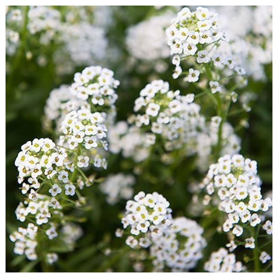 Heirloom Non-GMO White Snow Flower Seeds for Serene Garden Landscapes and Winter Planting | Neera Seeds product photo [neera-v4-265be3838df6cf830899]