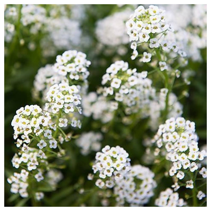 Heirloom Non-GMO White Snow Flower Seeds for Serene Garden Landscapes and Winter Planting | Neera Seeds product photo [neera-v4-265be3838df6cf830899]