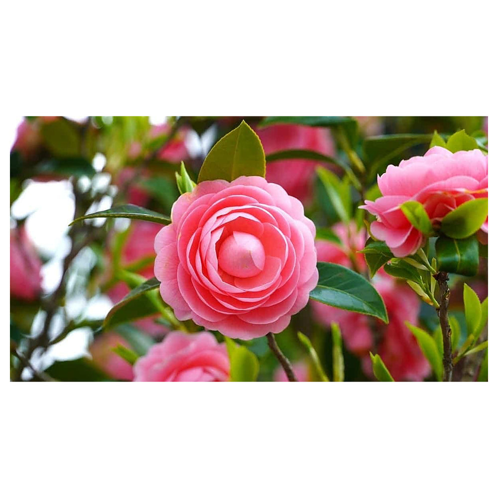 Heirloom Non-GMO Camellia Flower Seeds – High Germination Seeds for Planting Beautiful Garden Blooms | Neera Seeds product photo [neera-v4-265e8d673dfc2baee564]