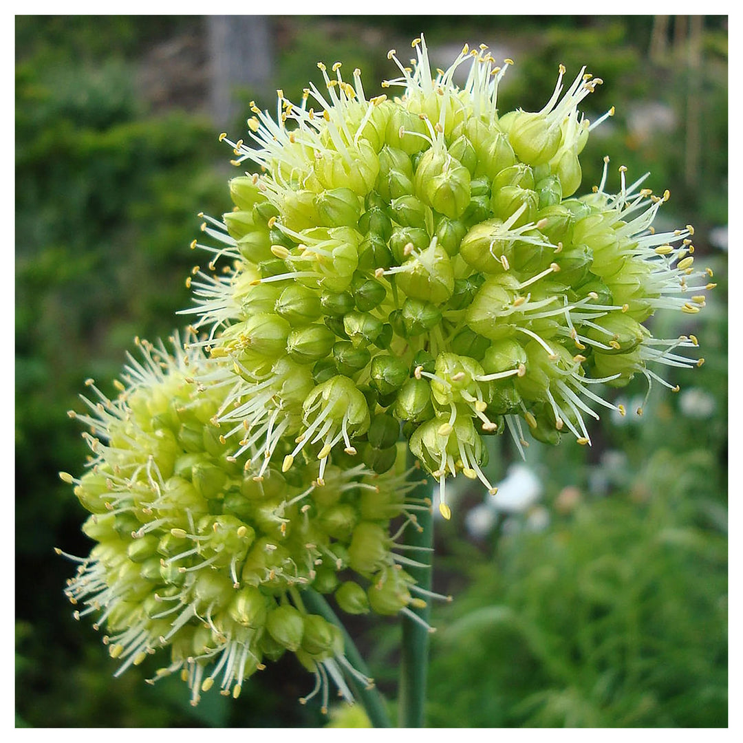 Allium Obliquum Flower Seeds – Heirloom Non-GMO Seeds for Planting Ornamental Yellow Globe Alliums in Home Gardens | Neera Seeds product photo [neera-v4-266374b341bf1f48358c]