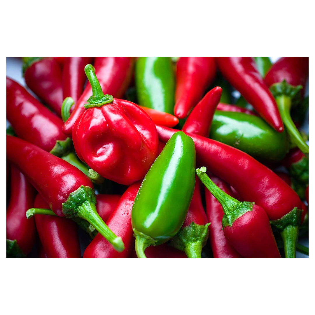 Chilean Bellflower Snowbird Flower Seeds for Home Garden Planting, Decorative Organic Blooming | Neera Seeds product photo [neera-v4-26675c24041b84b3ae57]