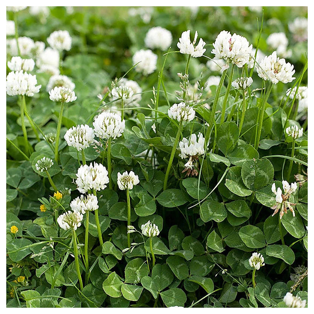 Organic White Trifolium Repens Plant Seeds for Planting – Heirloom, Non-GMO | Neera Seeds product photo [neera-v4-2671da1ab610530f9f13]