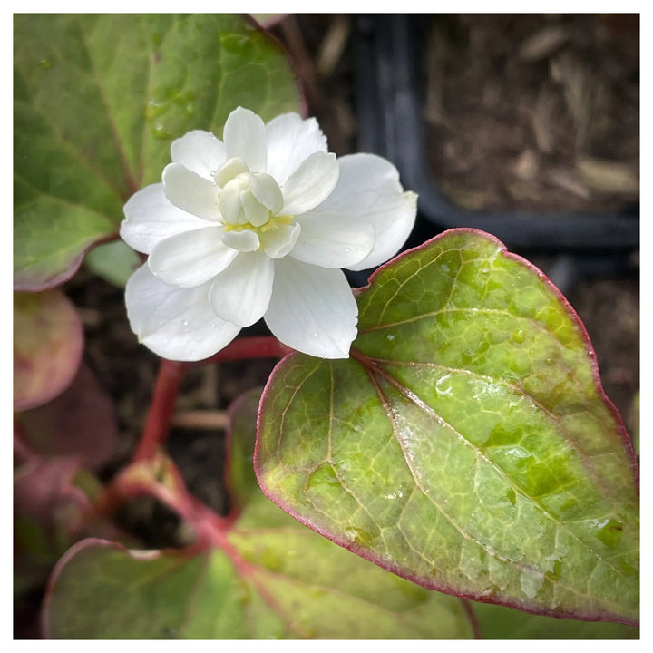 Heirloom Houttuynia Flower Seeds, Non-GMO Ornamental and Medicinal Blooms for Garden Planting | Neera Seeds product photo [neera-v4-267d9d846df645f1fbb1]