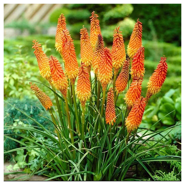 Organic Heirloom Uvaria Flower Seeds for Planting – Red Non-GMO Tropical Blooms with High Germination | Neera Seeds product photo [neera-v4-268d10841cfe9eb68996]