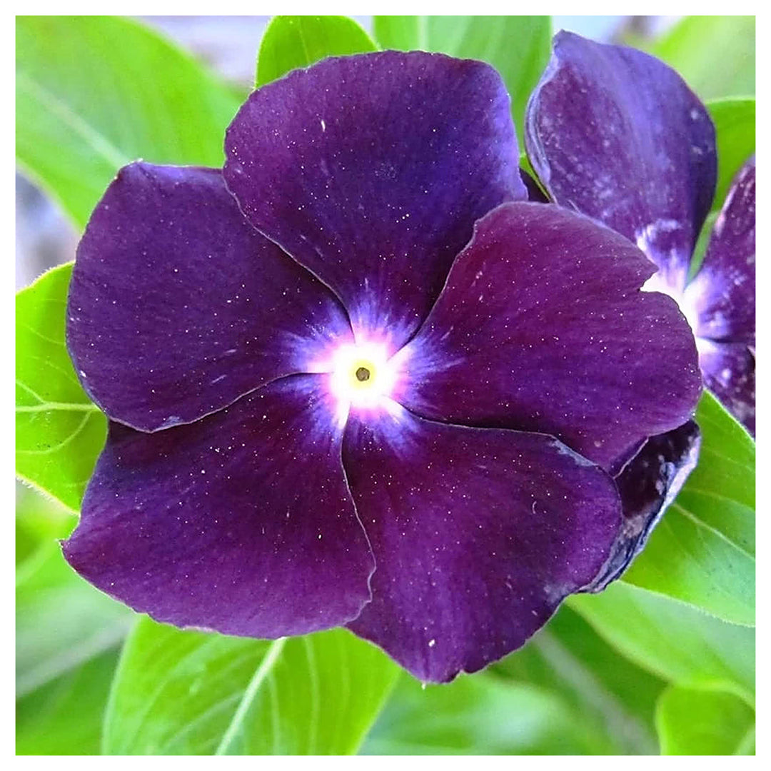 Purple Periwinkle Flower Seeds – Heirloom Non-GMO Vinca Blooms for Low-Maintenance Garden Beds | Neera Seeds product photo [neera-v4-269b00638a93fb30ffbf]