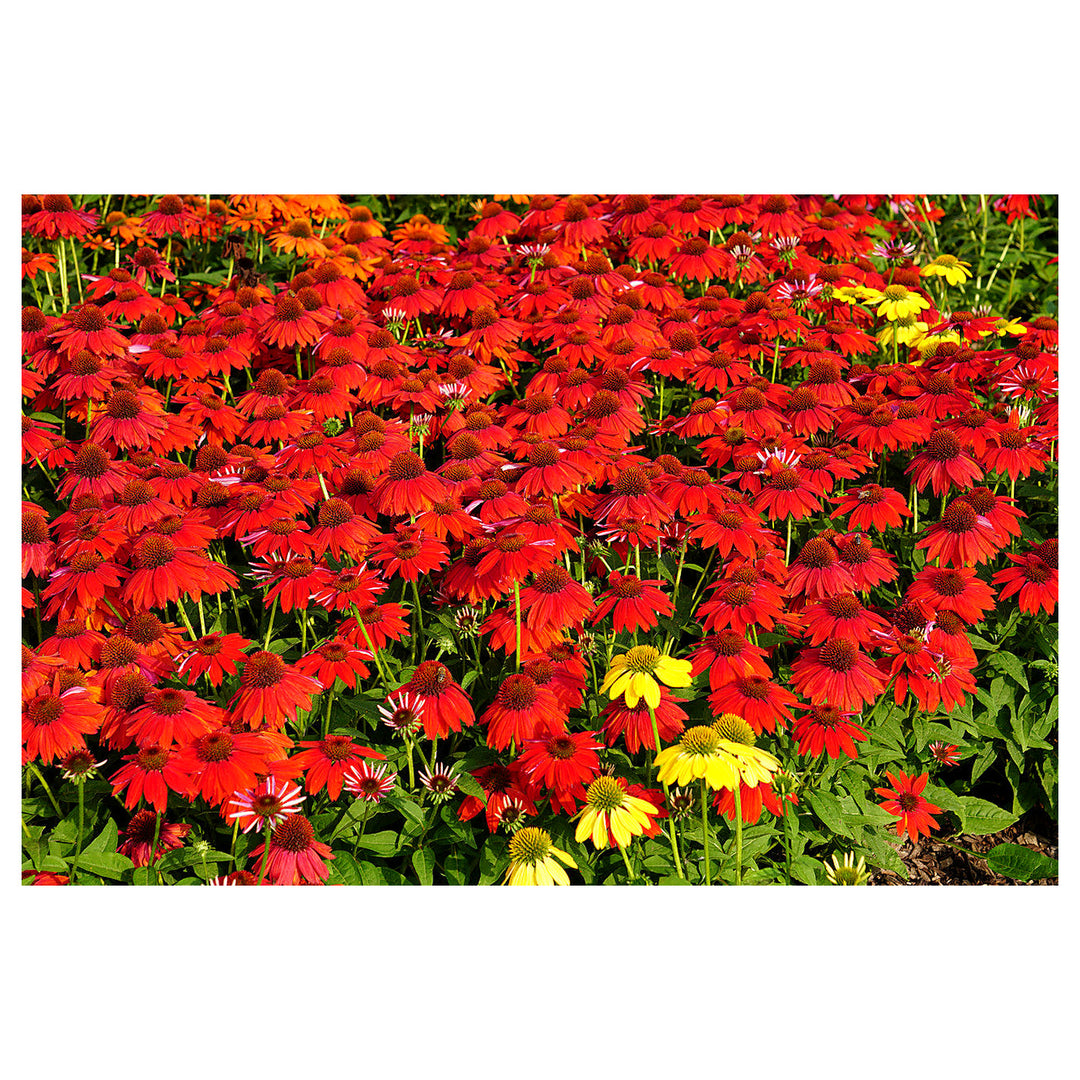 Heirloom  Red Echinacea Coneflower Seeds for Planting - Non-GMO Garden Seeds | Neera Seeds product photo [neera-v4-26b932dbc552fb00ca22]